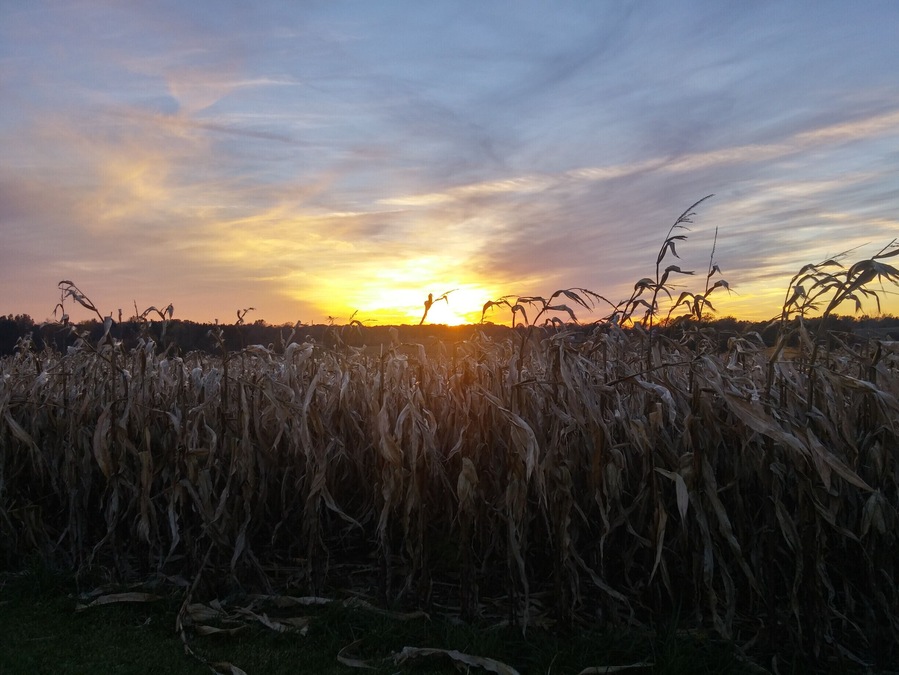 Maze Craze consists of turning 21 acres of corn into a life-size maze. There is a total of 8.6 miles of trails that twist, turn and sometimes dead ends. The design for 2015 was an Alice in Wonderland theme.