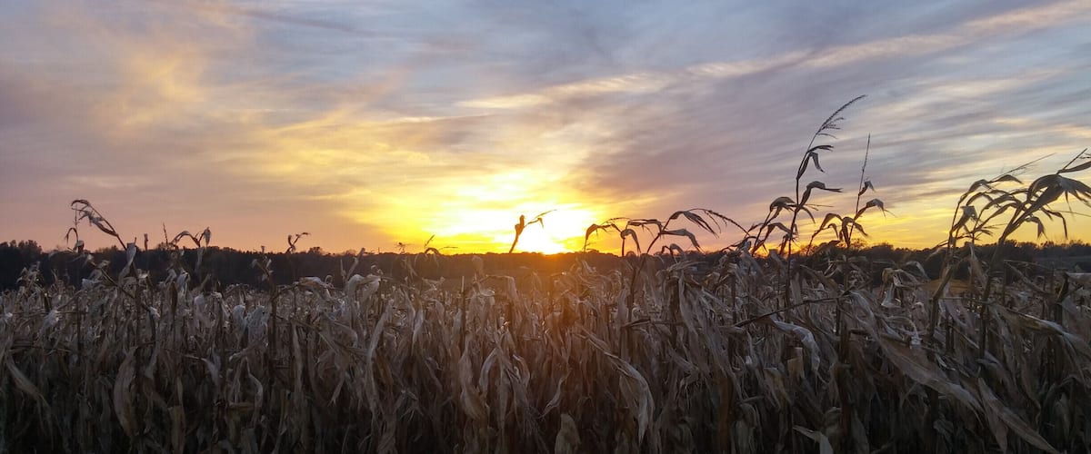 A sunset over a cornfield with a clear sky.