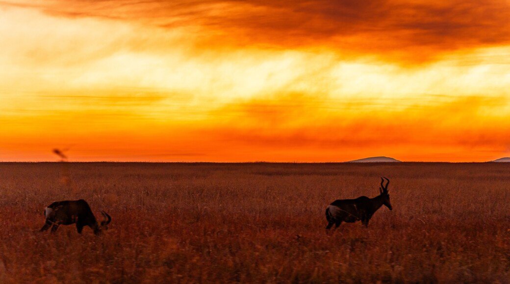 Nambiti Game Reserve