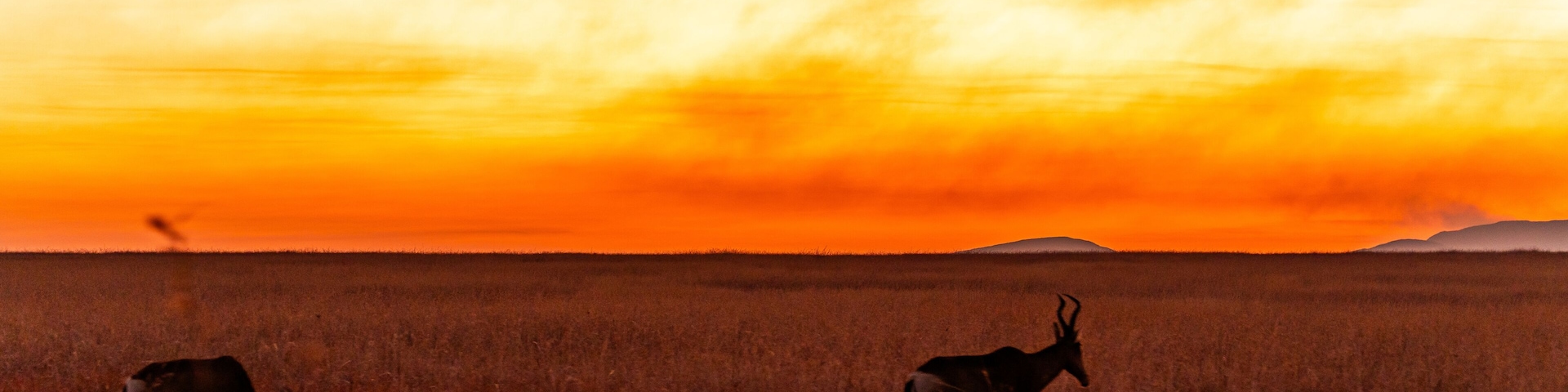 Sunset view over the Savannah in Nambiti private game reserve in South Africa