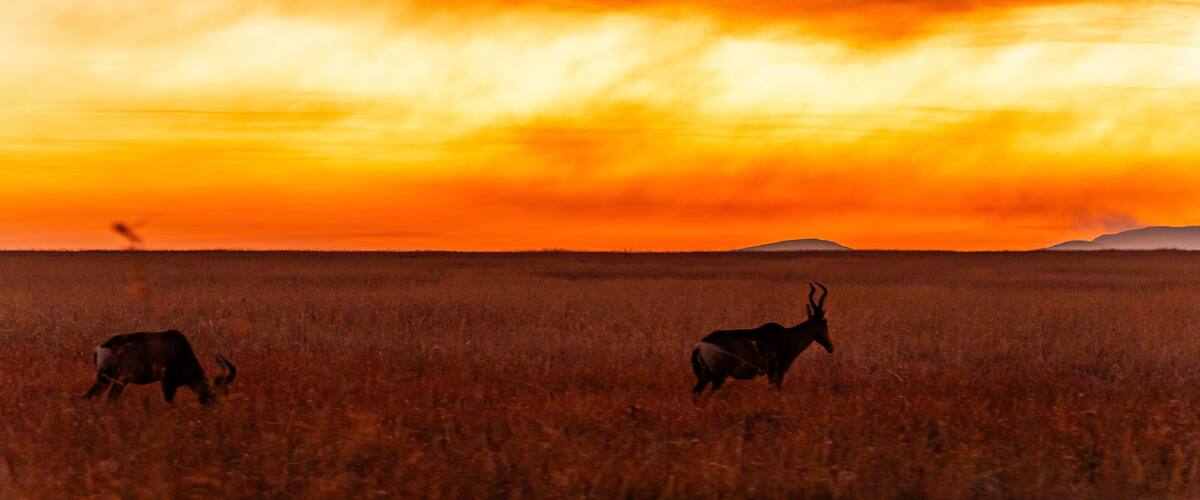 A sunset over a grassy field with two antelopes.