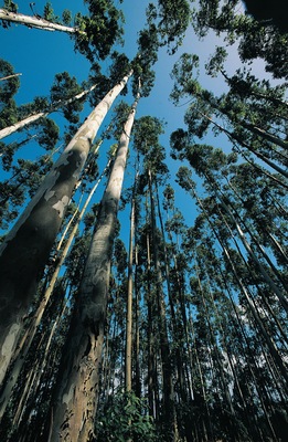 Eucalyptus Grandis trees, Zululand, South Africa