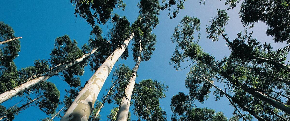 Tall eucalyptus trees with peeling bark and dense foliage against a clear blue sky.