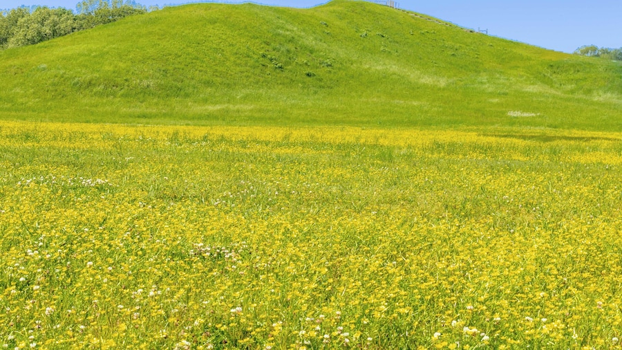 Largest Mound located at Monumental Earthworks at Poverty Point in Louisiana. This is an UNESCO World Heritage Site
