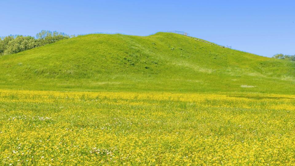 A green hill with a field of yellow flowers in the foreground.