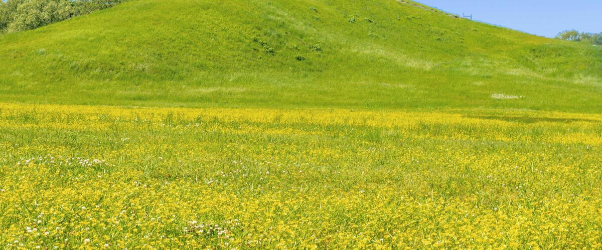 A green hill with a field of yellow flowers in the foreground.