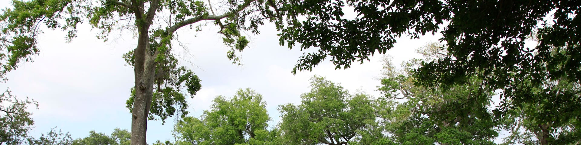 Fort Jackson ist ein historisches Fort, das sich unweit der Mündung des Mississippi in der Gemeinde Plaquemines in Louisia befindet. Lousiana, USA
Fort Jackson near the city Triumph, Louisiana