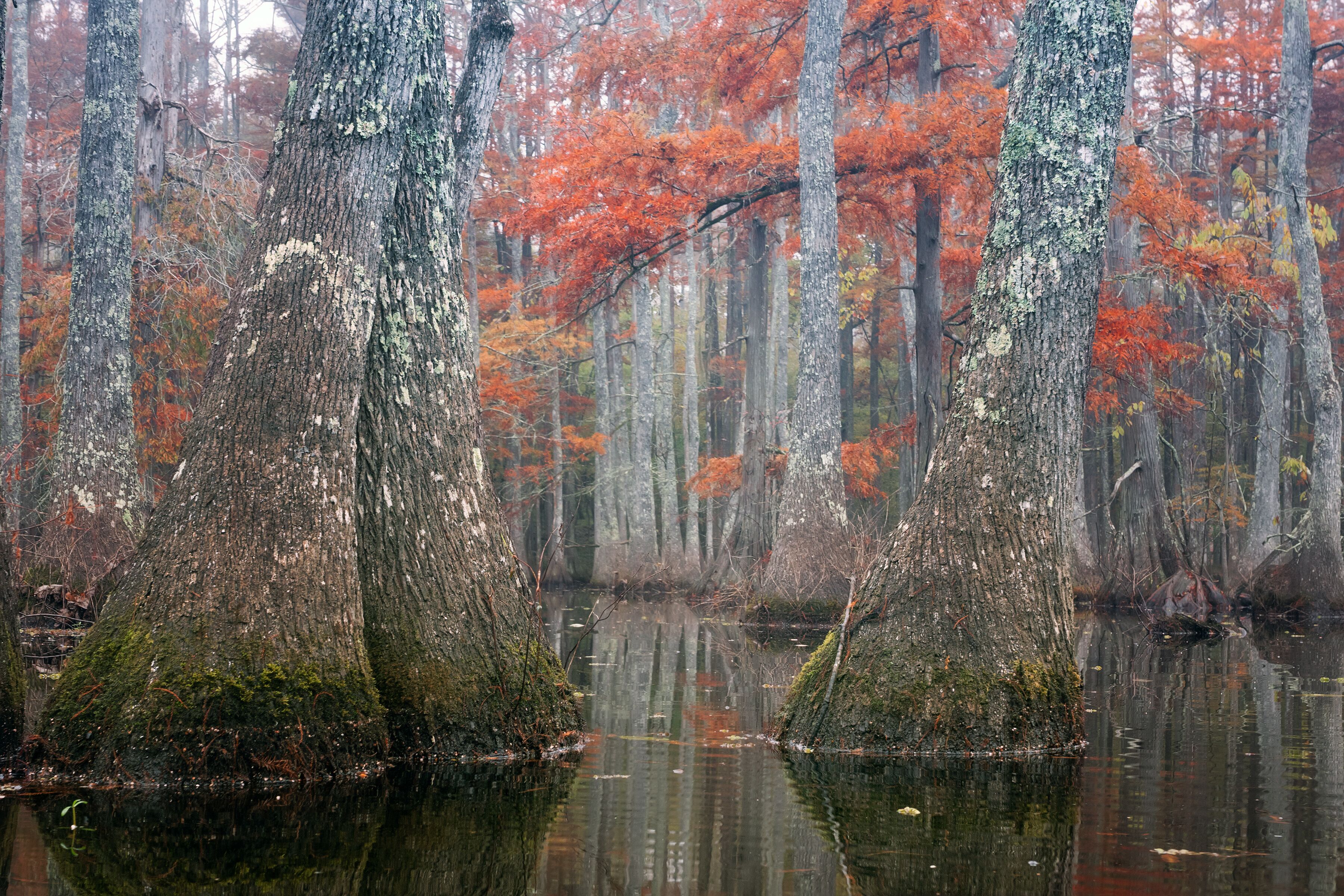 Beautiful bald cypress trees in autumn rusty-colored foliage and Nyssa aquatica water tupelo, their reflections in lake water. Chicot State Park, Louisiana, US