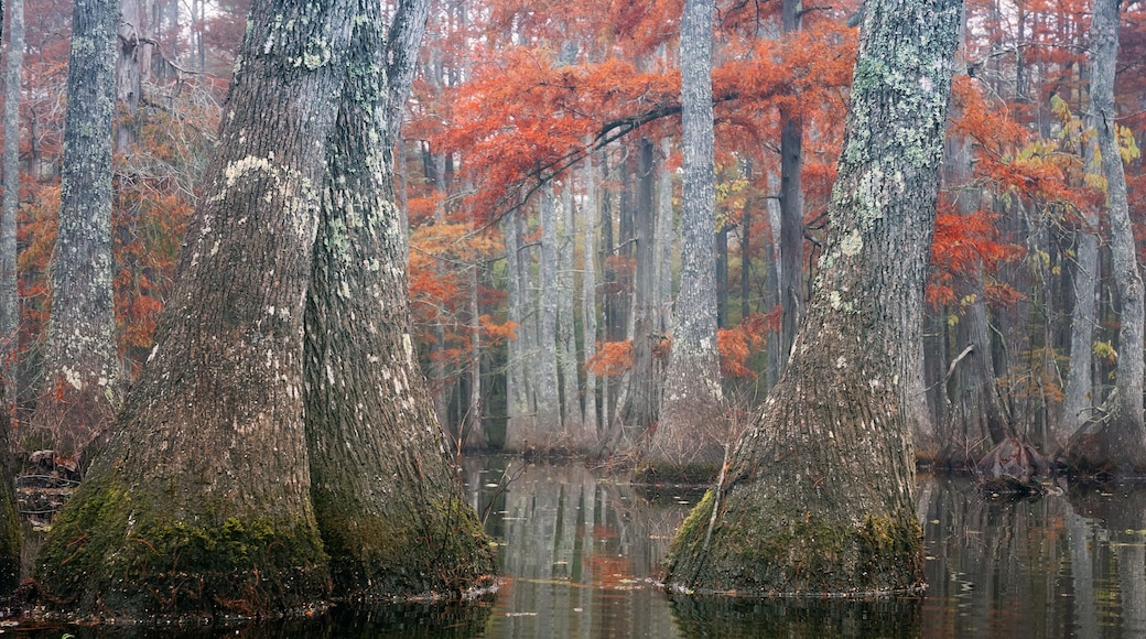 Beautiful bald cypress trees in autumn rusty-colored foliage and Nyssa aquatica water tupelo, their reflections in lake water. Chicot State Park, Louisiana, US