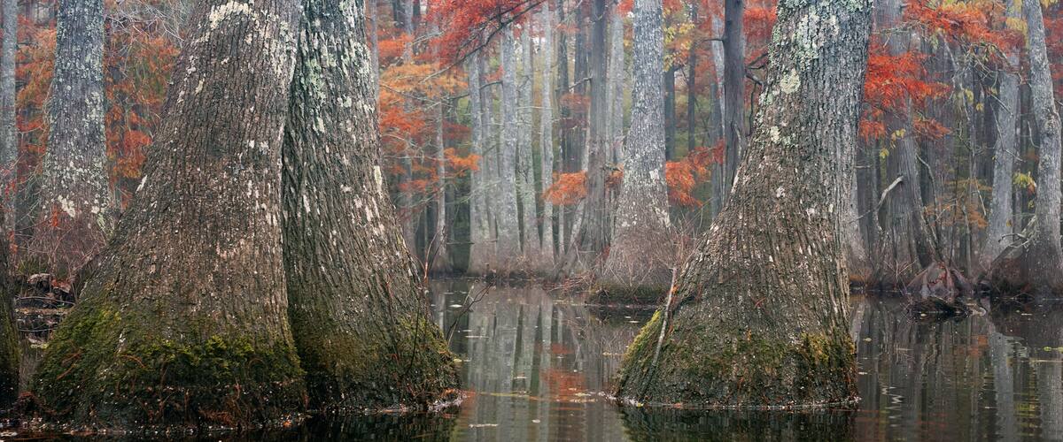 Beautiful bald cypress trees in autumn rusty-colored foliage and Nyssa aquatica water tupelo, their reflections in lake water. Chicot State Park, Louisiana, US