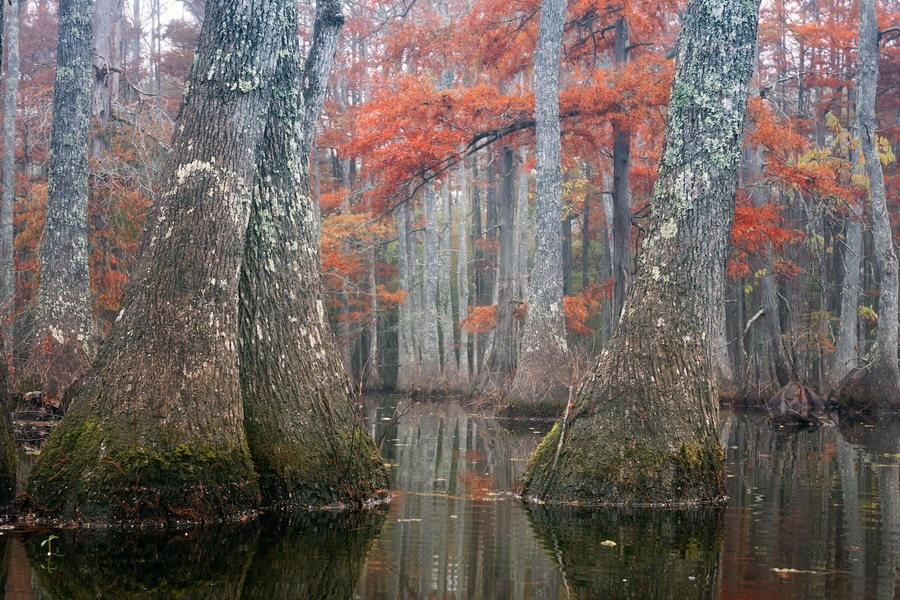 Beautiful bald cypress trees in autumn rusty-colored foliage and Nyssa aquatica water tupelo, their reflections in lake water. Chicot State Park, Louisiana, US