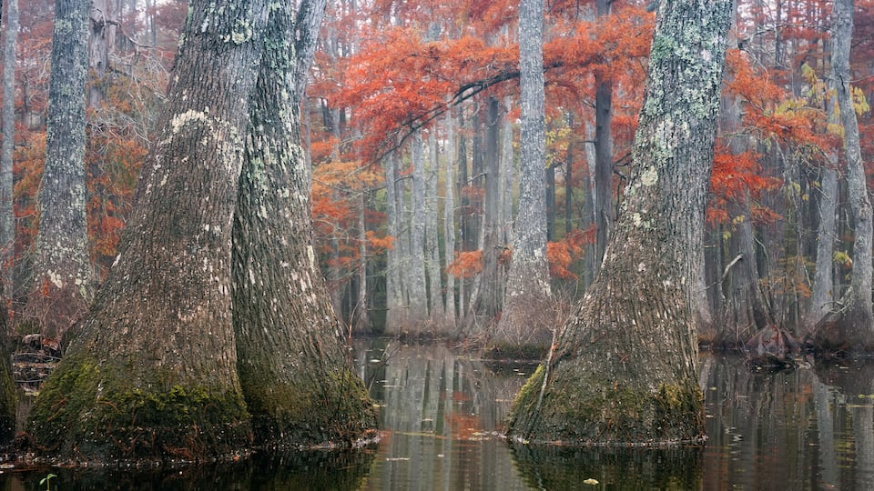 A swampy forest with tall trees and a calm water body reflecting the surroundings.