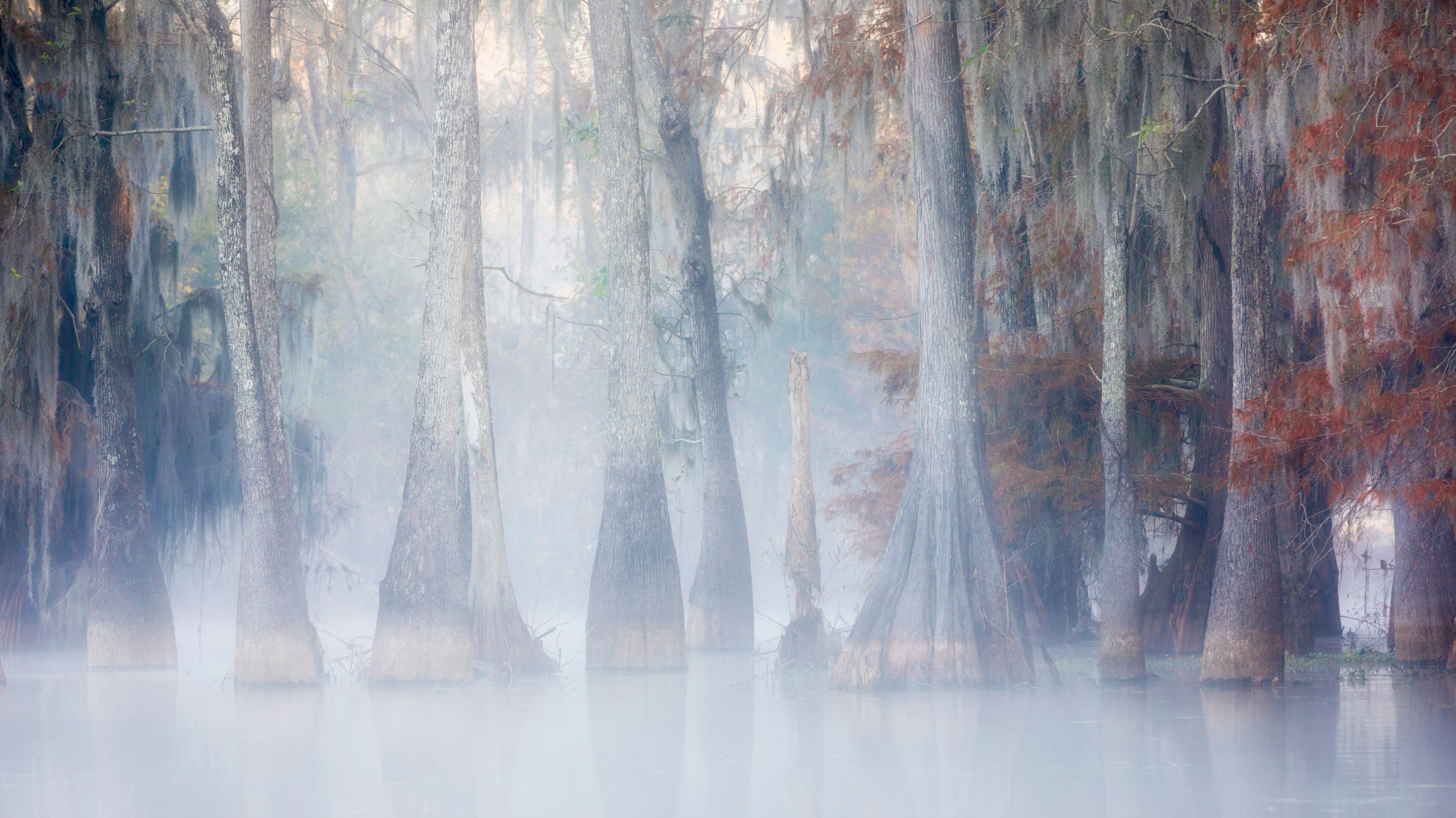 A swamp with tall trees and water.