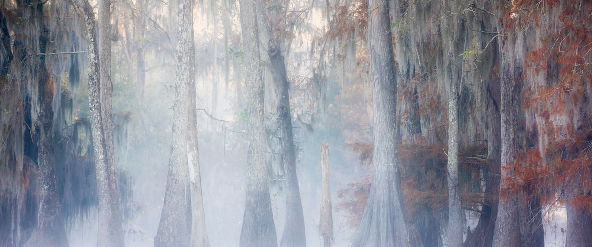 A swamp with tall trees and water.