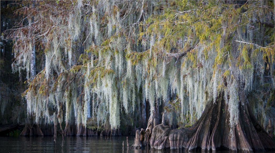 Bald cypress (Taxodium distichum) with Spanish moss (Tillandsia usneoides) in water, Atchafalaya Basin, Louisiana, USA, North America