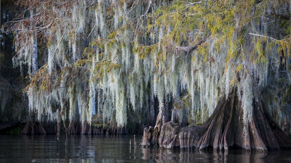 A swamp with cypress trees and hanging Spanish moss.