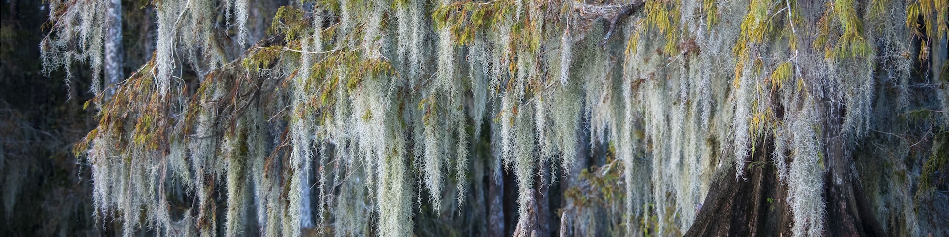 Bald cypress (Taxodium distichum) with Spanish moss (Tillandsia usneoides) in water, Atchafalaya Basin, Louisiana, USA, North America