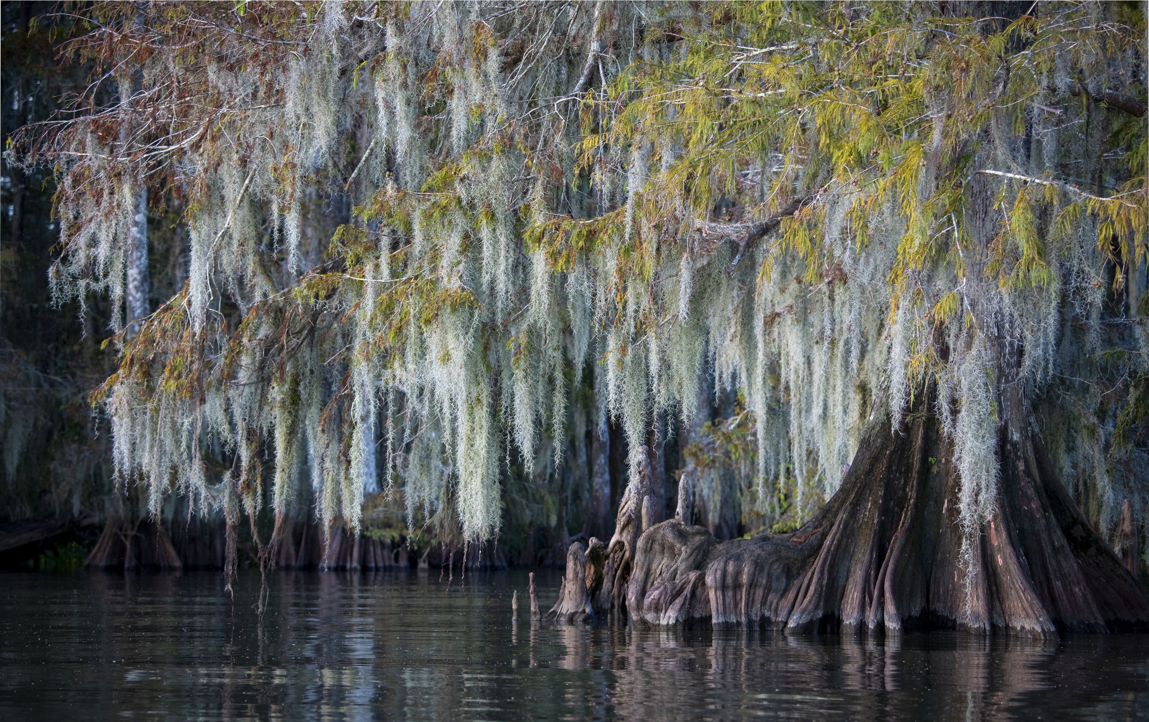 A swamp with cypress trees and hanging Spanish moss.