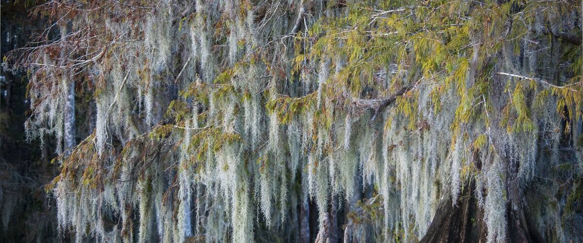 A swamp with cypress trees and hanging Spanish moss.