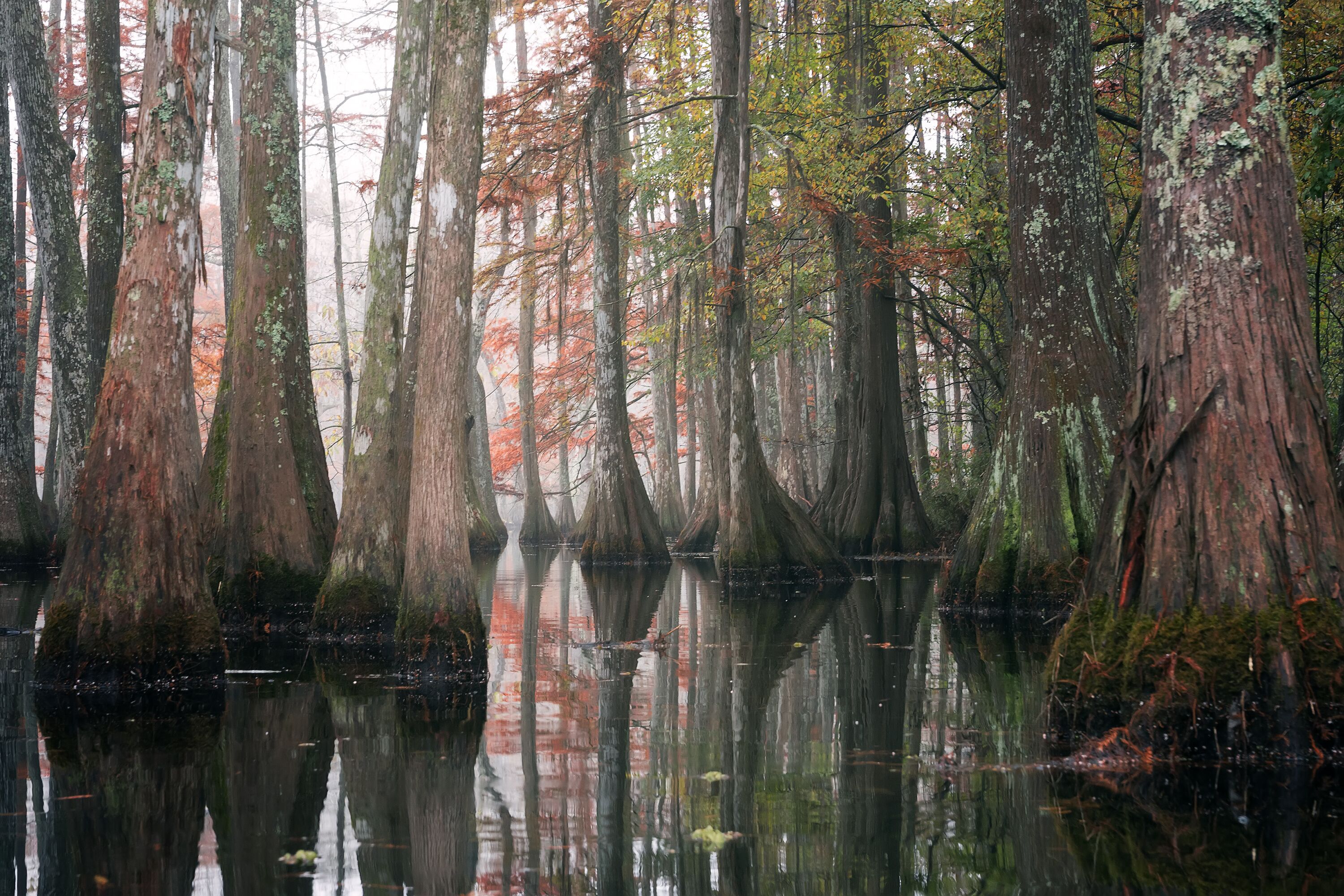Beautiful bald cypress trees in autumn rusty-colored foliage and Nyssa aquatica water tupelo, their reflections in lake water. Chicot State Park, Louisiana, US