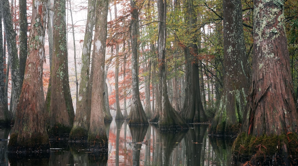Beautiful bald cypress trees in autumn rusty-colored foliage and Nyssa aquatica water tupelo, their reflections in lake water. Chicot State Park, Louisiana, US