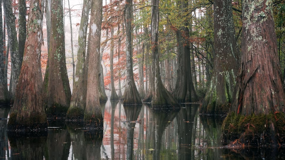 A swamp with tall trees and reflections in the water.