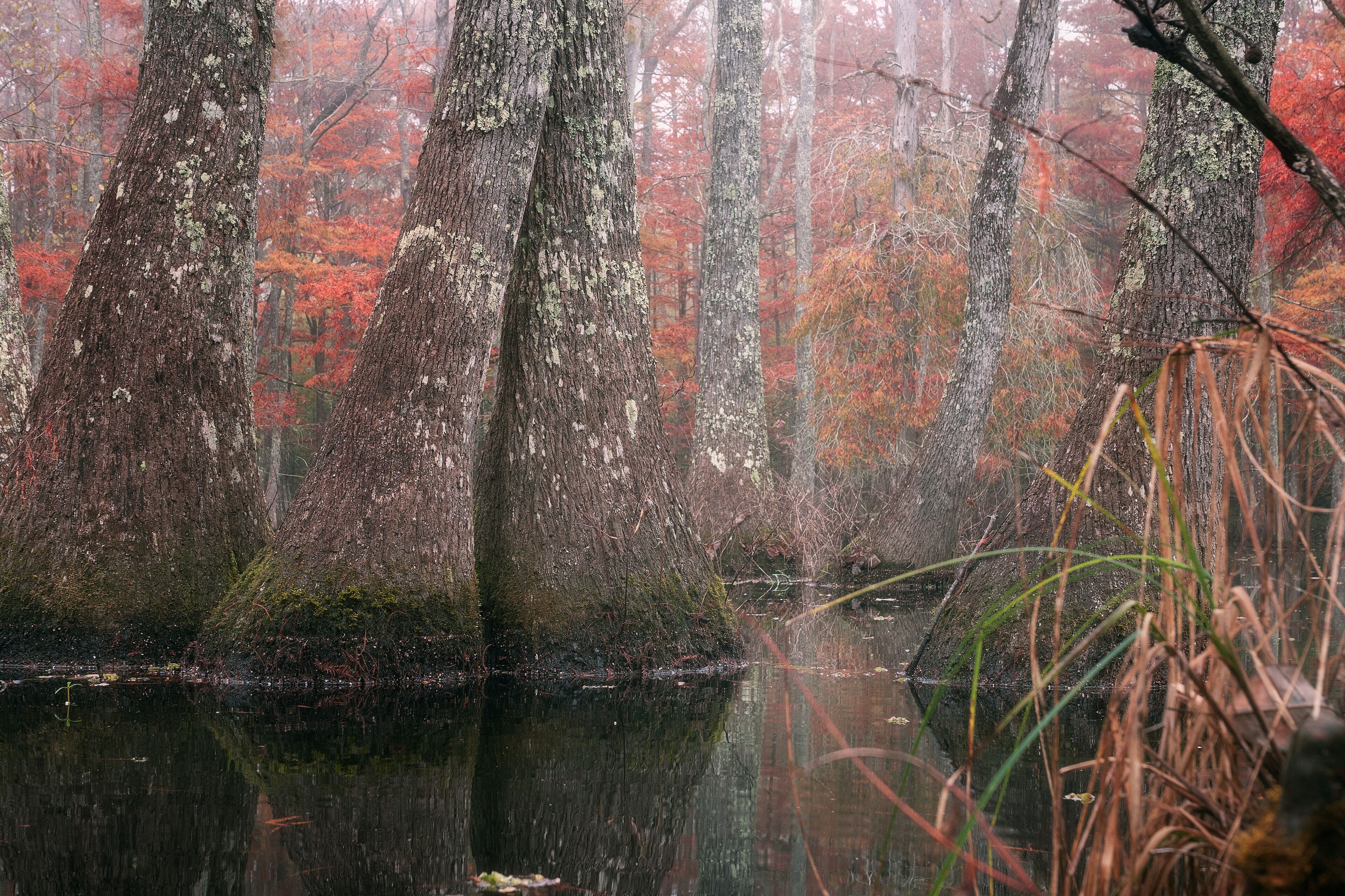 Beautiful bald cypress trees in autumn rusty-colored foliage and Nyssa aquatica water tupelo, their reflections in lake water. Chicot State Park, Louisiana, US