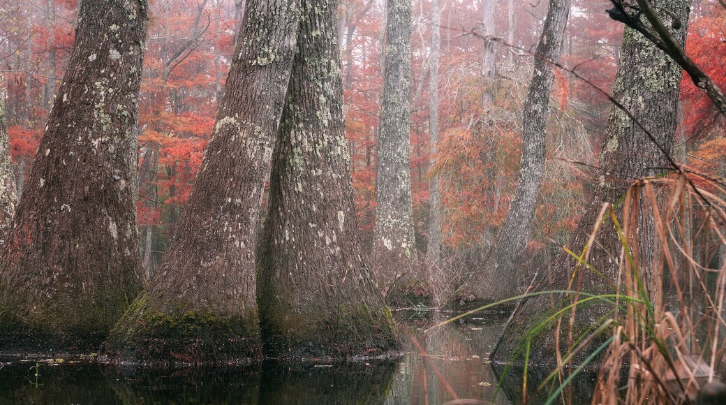 Beautiful bald cypress trees in autumn rusty-colored foliage and Nyssa aquatica water tupelo, their reflections in lake water. Chicot State Park, Louisiana, US