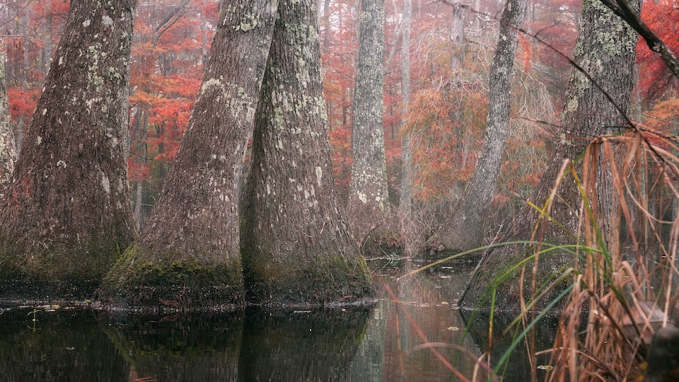 A forest with tall trees and a body of water reflecting the trees.