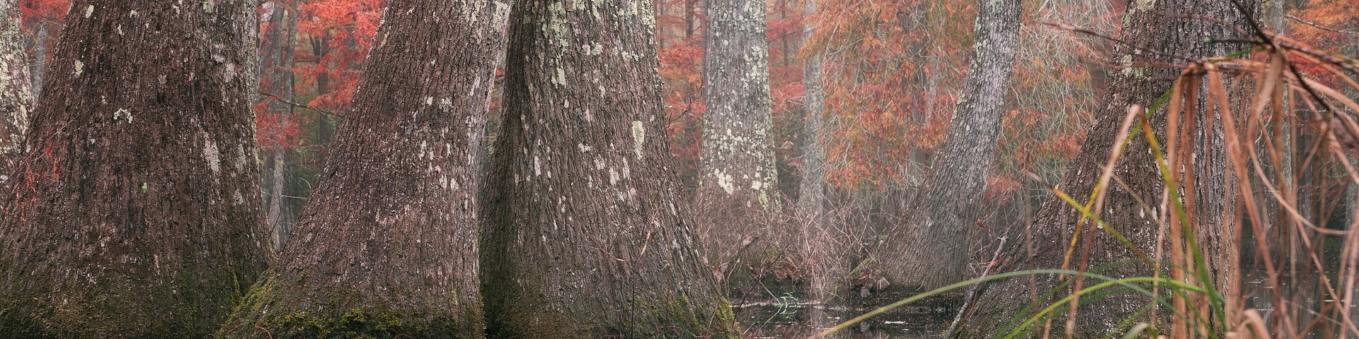 Beautiful bald cypress trees in autumn rusty-colored foliage and Nyssa aquatica water tupelo, their reflections in lake water. Chicot State Park, Louisiana, US