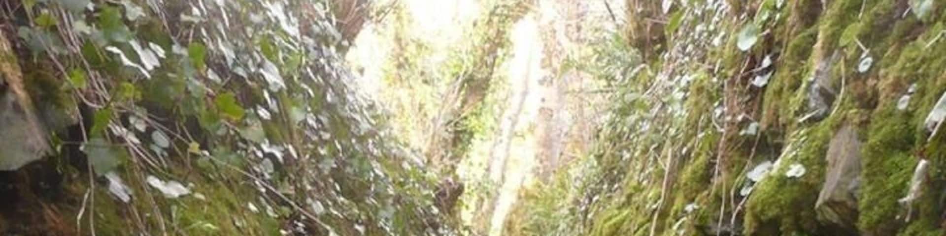 I found this footpath the other day, could a footpath look more inviting? And if moss and litchen growing is supposed to be a sign of clean air then this is like a health boost, right?!?