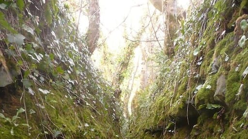 I found this footpath the other day, could a footpath look more inviting? And if moss and litchen growing is supposed to be a sign of clean air then this is like a health boost, right?!?