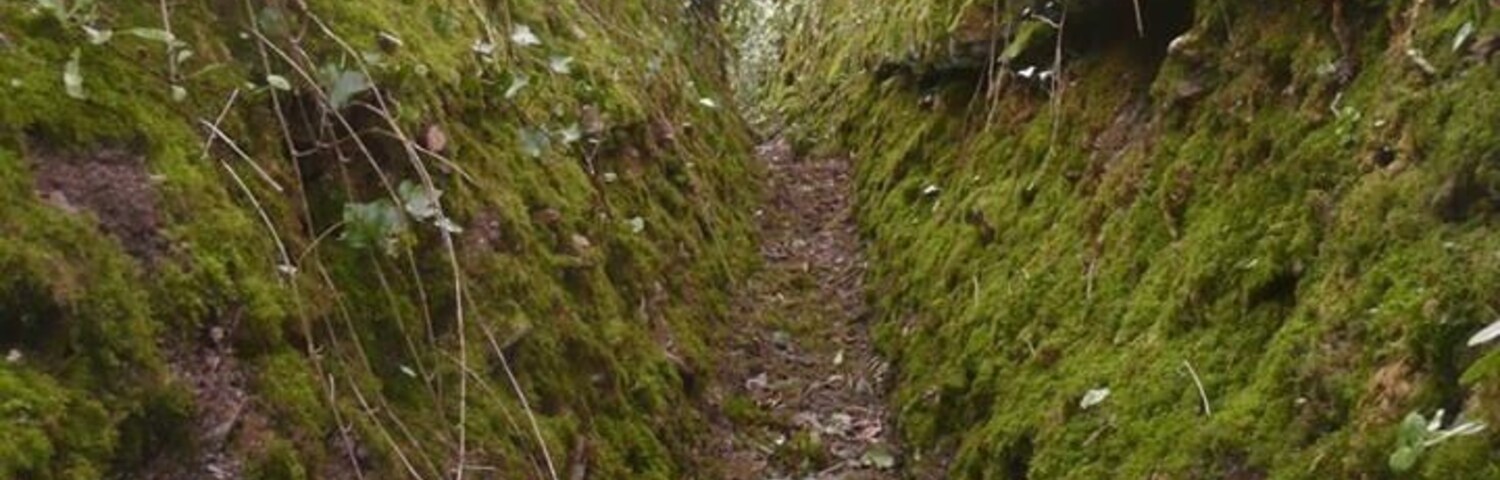 I found this footpath the other day, could a footpath look more inviting? And if moss and litchen growing is supposed to be a sign of clean air then this is like a health boost, right?!?