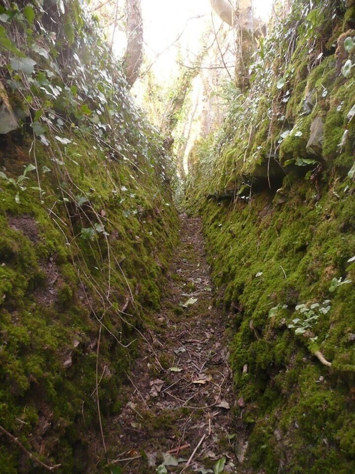 A narrow, moss-covered path flanked by dense vegetation and rocky terrain.