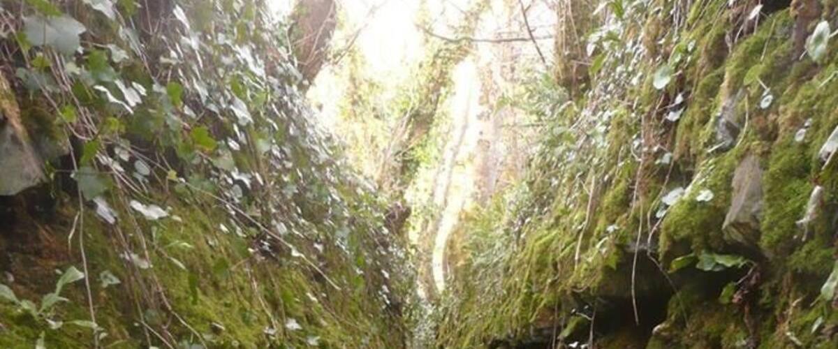 A narrow, moss-covered path flanked by dense vegetation and rocky terrain.