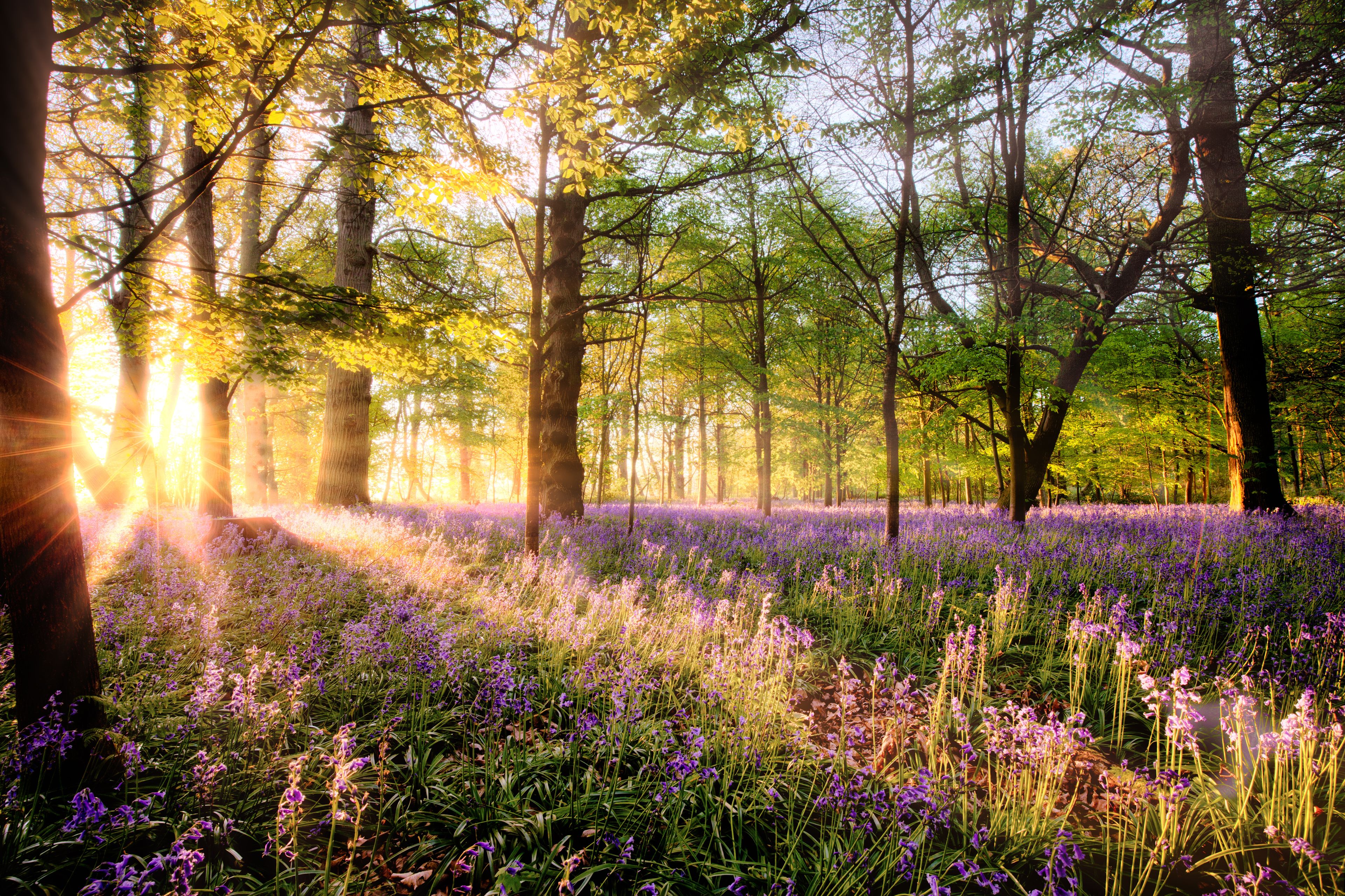 Amazing sunrise through Norfolk bluebell woodland