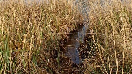 River walk with a spotting of a Chinese water deer #NorfolkBroads