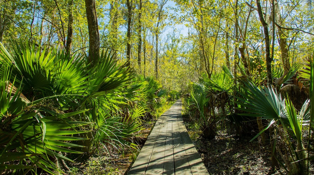 Jean Lafitte National Historic Park and Preserve showing a garden and forest scenes