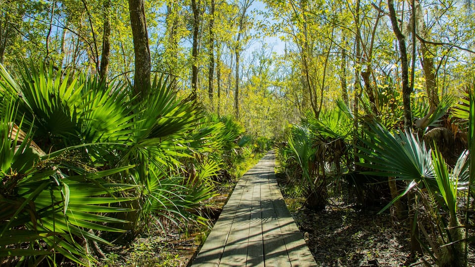 A wooden pathway through a tropical forest with dense green foliage and tall trees.