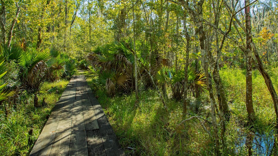 A wooden boardwalk through a dense, green forest with various tropical plants and trees.