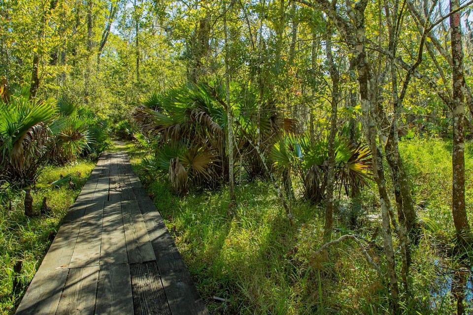 A wooden boardwalk through a dense, green forest with various tropical plants and trees.