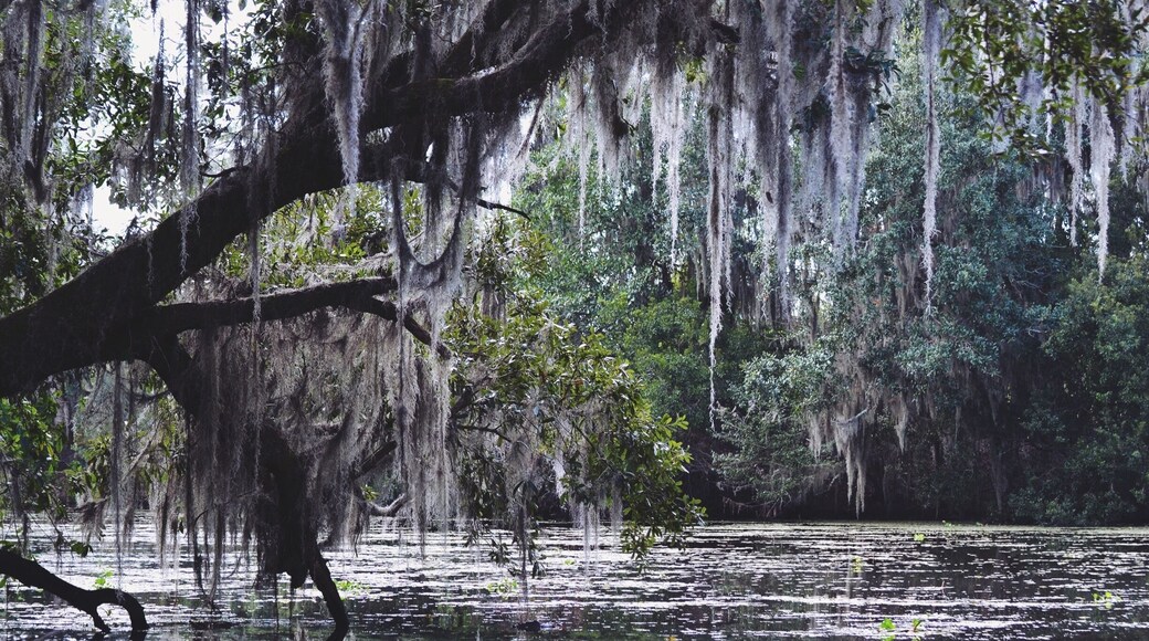 Taken in the swamps of Jean Laffitte, LA. October, 2016