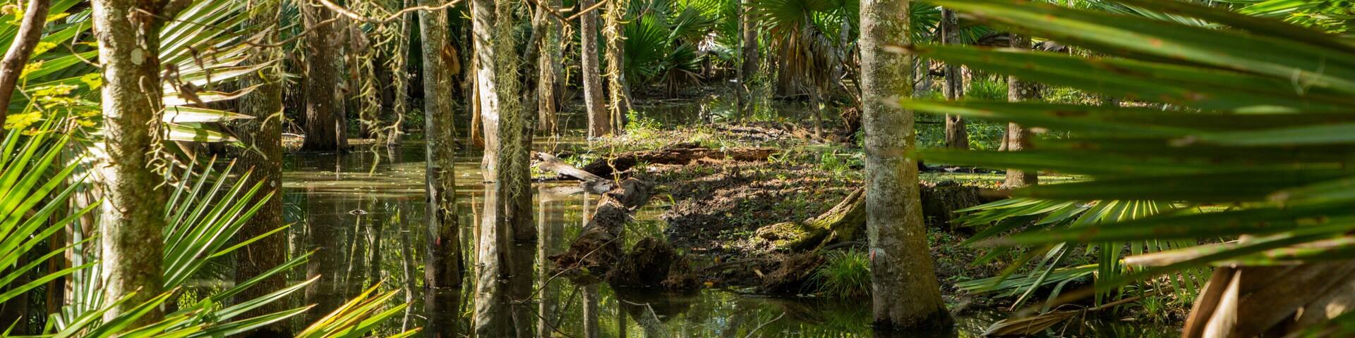 Jean Lafitte National Historic Park and Preserve featuring forest scenes and wetlands