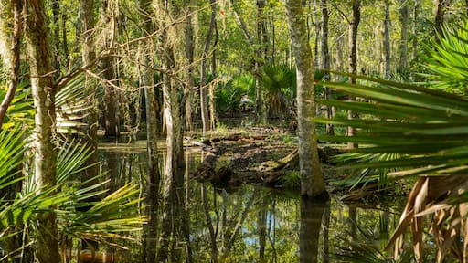 Jean Lafitte National Historic Park and Preserve featuring forest scenes and wetlands