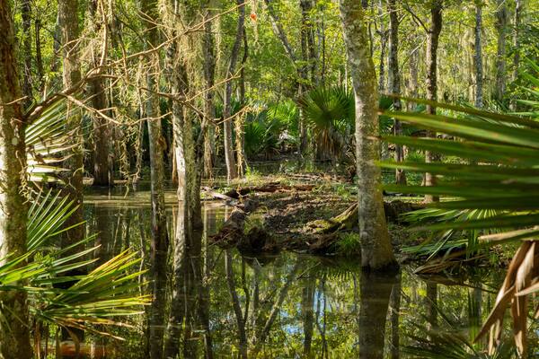Jean Lafitte National Historic Park and Preserve featuring forest scenes and wetlands