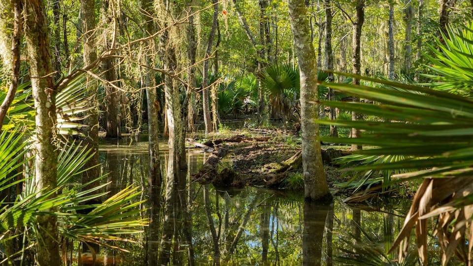 A swampy forest with water reflecting trees and a fallen log.
