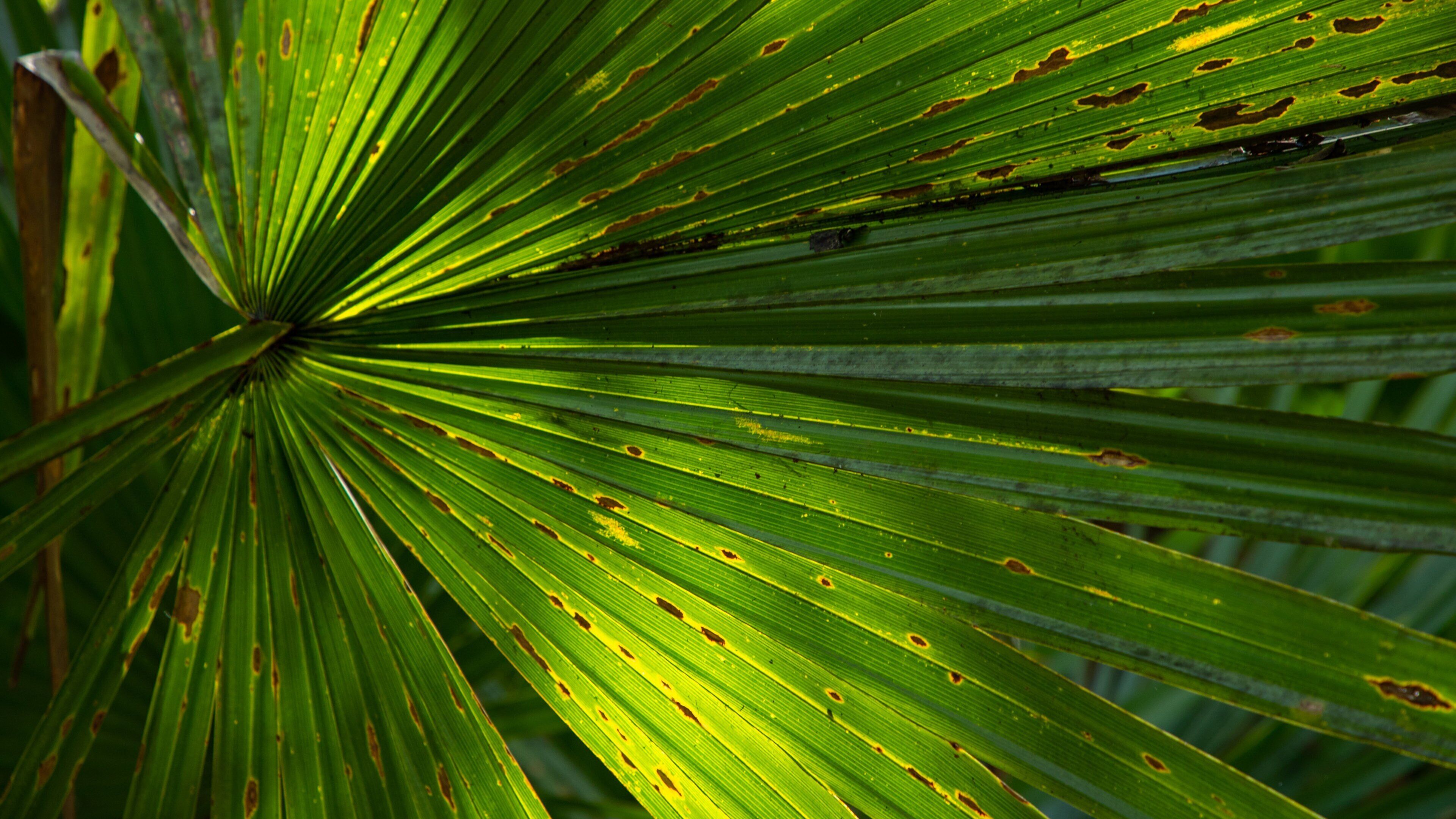 Jean Lafitte National Historic Park and Preserve which includes forest scenes
