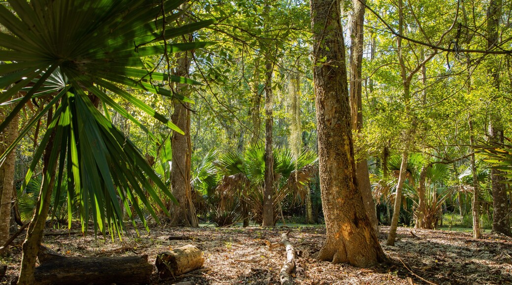 Jean Lafitte National Historic Park and Preserve showing forest scenes and a garden