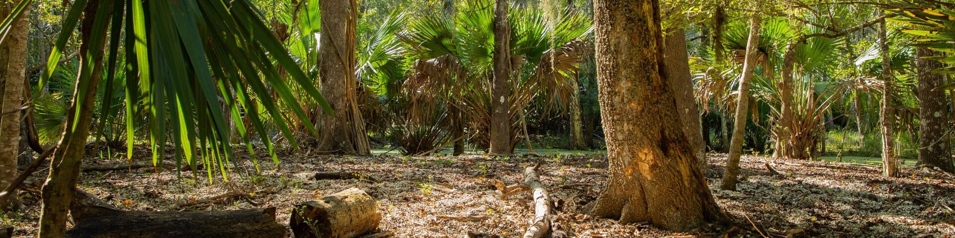 A dense forest with tall trees, a fallen log, and a palm tree.