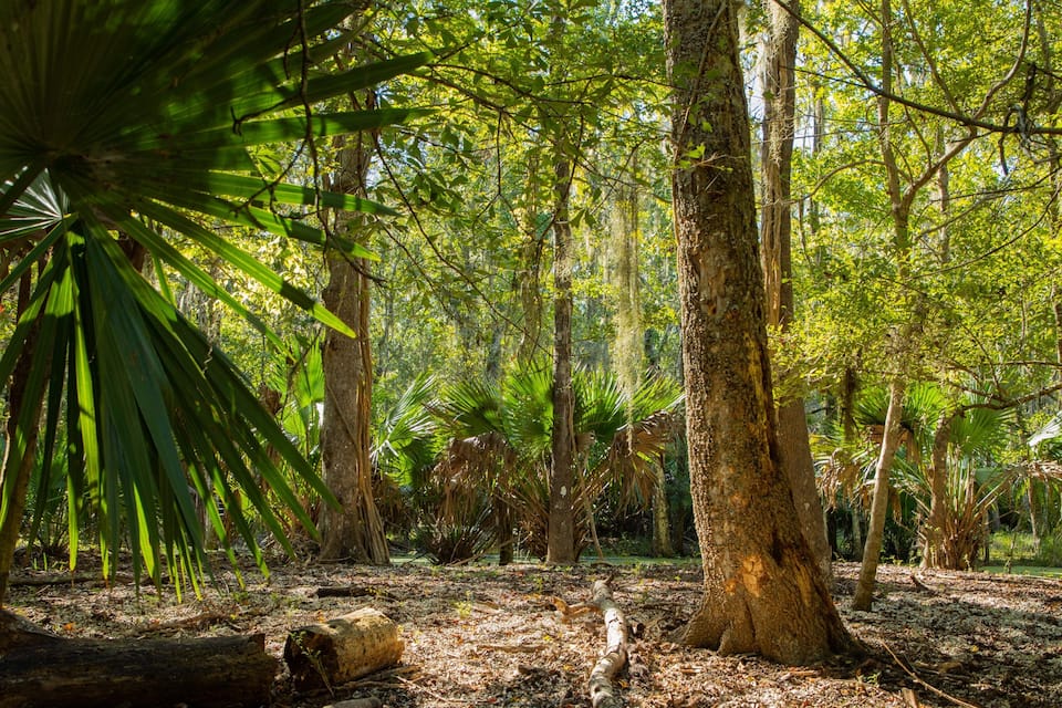 A dense forest with tall trees, a fallen log, and a palm tree.